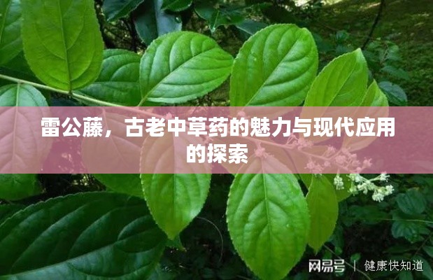雷公藤，古老中草药的魅力与现代应用的探索