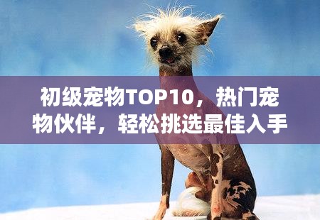 初级宠物TOP10，热门宠物伙伴，轻松挑选最佳入手宠物