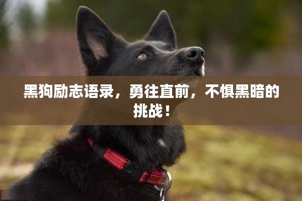 黑狗励志语录，勇往直前，不惧黑暗的挑战！