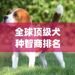 全球顶级犬种智商排名大揭秘，名狗排名与解析